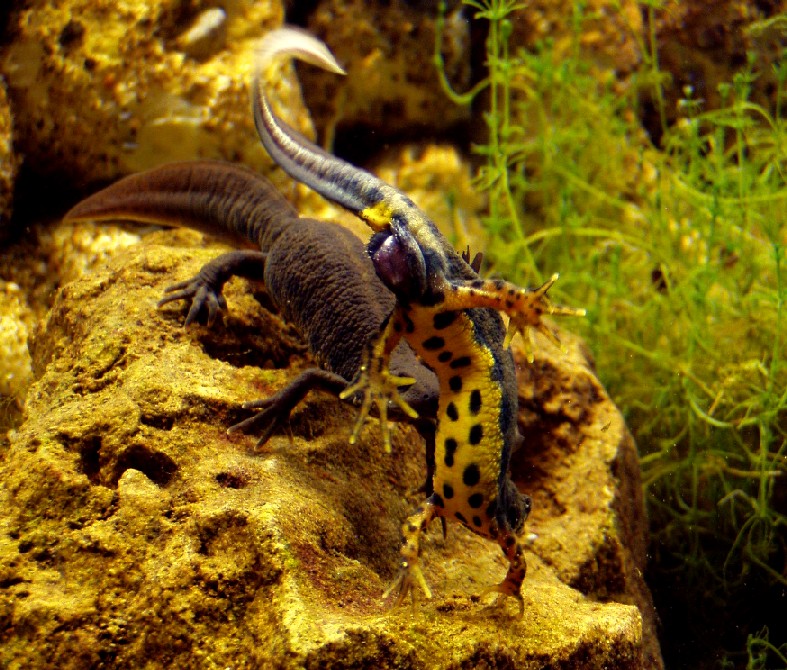 I Terracquari del Centro di Entomologia - Piombino (LI)